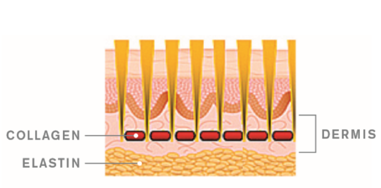 Skin infographic